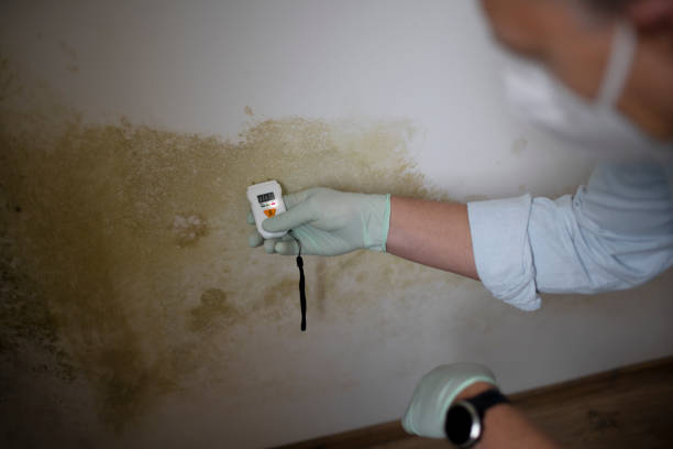Mold Removal and Inspection in Polk City, FL