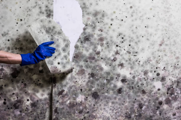 Best Mold Testing  in Polk City, FL